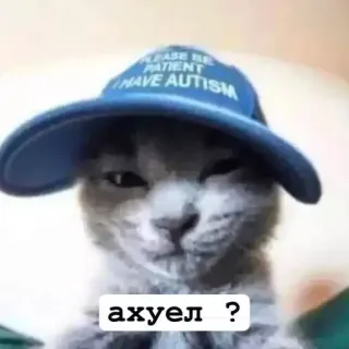 🤨 ахуел ? 고양이, 모자, 텍스트, 러시아어, 밈 telegram sticker
