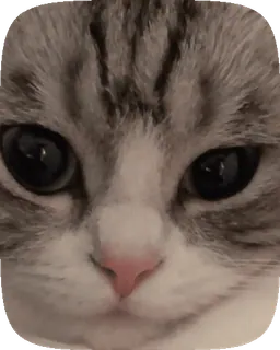 🥺 猫, 動物, ステッカー, ペット, 哺乳類 telegram sticker