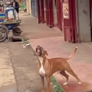 🤩 Hund, Straße, Tier, neugierig, städtisch telegram sticker