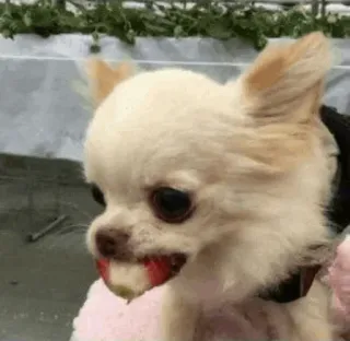 🍣 犬, チワワ, 動物, ペット, 小型犬 telegram sticker