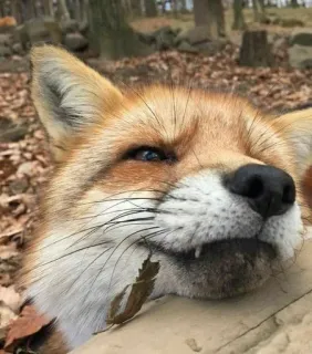 🦊 fox, animal, wildlife, nature telegram sticker