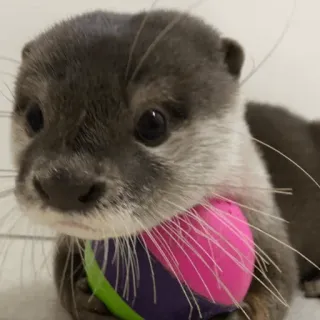 😊 loutre, animal, mignon, mammifère, balle, loutre de mer telegram sticker