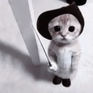 🐈 kot, kociak, miecz, kapelusz, słodki, zwierzę, zwierzę domowe telegram sticker