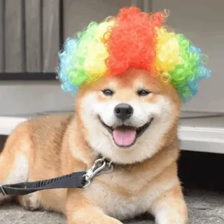 🤣 chien, clown, costume, animal de compagnie, drôle, animal, shiba inu, perruque telegram sticker