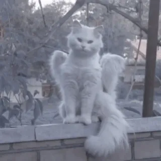 🐈‍⬛ Katze, Flügel, Engel, süß, weiß, Tier, Haustier, flauschig telegram sticker