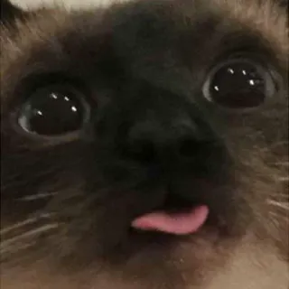 😜 cat, siamese, pet, animal, cute, tongue whatsapp sticker