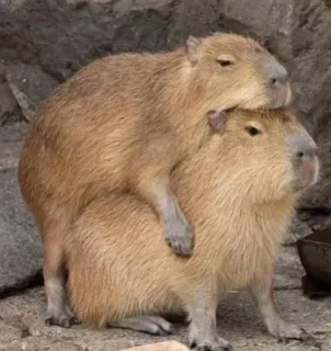 🌟 kapibara, zwierzęta, gryzonie, dzika przyroda, słodkie, śmieszne telegram sticker
