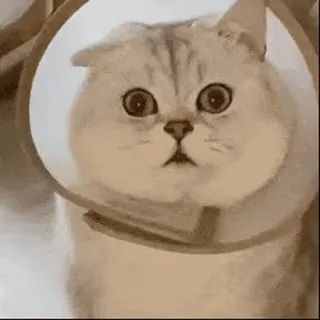 🐱 猫, 锥, 宠物, 动物, 可爱, 搞笑, 家养动物 whatsapp sticker