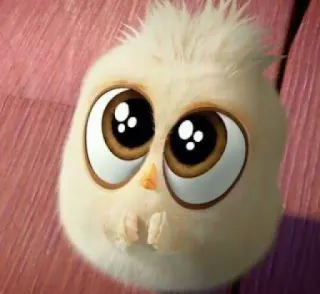 🥺 vogel, cartoon, dier, schattig, fluffy whatsapp sticker
