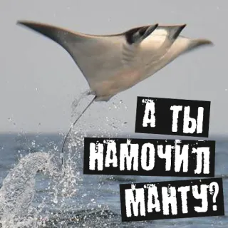 🤔 А ТЫ НАМОЧИЛ МАНТУ? razza, oceano, animale, russo, umorismo whatsapp sticker