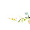🌼