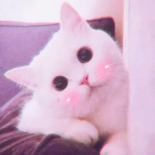 🍓 gato, lindo, animal, mascota, gatito, gato blanco, esponjoso, ojos grandes telegram sticker