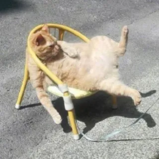 🪐 cat, chair, animal, pet, funny, relaxing, sun, lazy telegram sticker