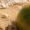 🥥