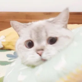 🧸 gatto, gattino, animale domestico, carino, animale, domestico telegram sticker