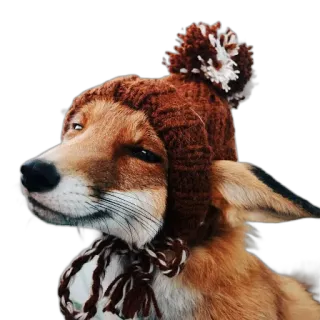 🤠 fox, animal, hat, winter, cute, portrait telegram sticker