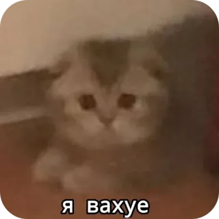 🐱 Я вахуе 고양이, 슬픈, 러시아어, 밈, 동물, 귀여운 telegram sticker