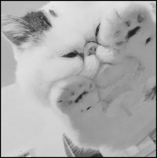 💮 gatto, animale, animale domestico, felino, animale domestico, mammifero, carino telegram sticker