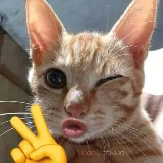 ✌️ HBao DauMeo telegram sticker