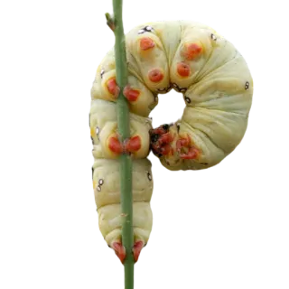 🌿 гусеница, насекомое, природа, личинка, растение, дикая природа telegram sticker