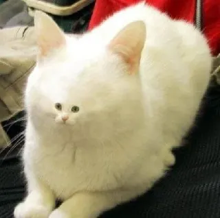 😕 gatto, bianco, animale, domestico, animale domestico, divertente, carino, gattino telegram sticker