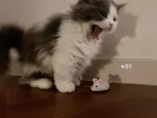 😰 플링 chat, souris, animal, animal de compagnie, bâillement telegram sticker