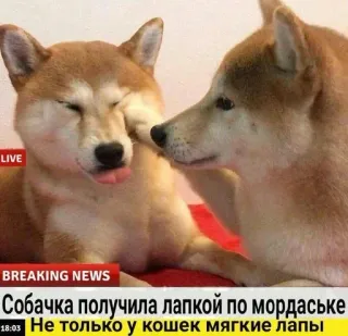 🌟 Собачка получила лапкой по мордаське
Не только у кошек мягкие лапы Hund, Tier, Meme, Nachrichten, Shiba Inu telegram sticker