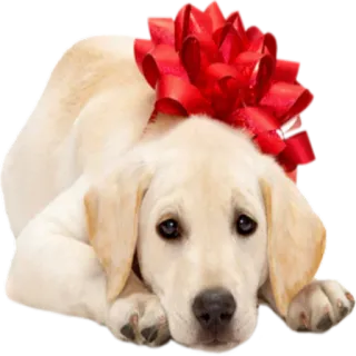 🎁 Hund, Welpe, süß, Tier, Haustier, Schleife telegram sticker