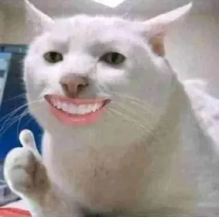 🤔 gatto, pollice su, divertente, meme, animale telegram sticker