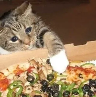 😩 gato, pizza, comida, animales, lindo, mascota telegram sticker