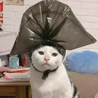 👑 cat, trash bag, pet, funny, animal, meme telegram sticker