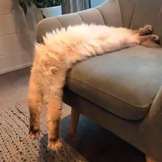 🦁 gato, engraçado, animal, animal de estimação, relaxado, dormindo, cadeira, fofo telegram sticker