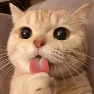 🥴 kot, zwierzę, zwierzak, słodki, lizać, język telegram sticker