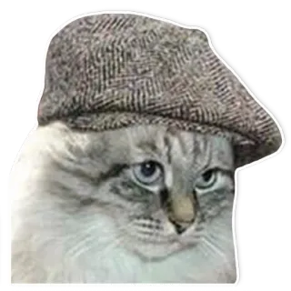 🤨 gato, sombrero, animal, mascota, pegatina telegram sticker