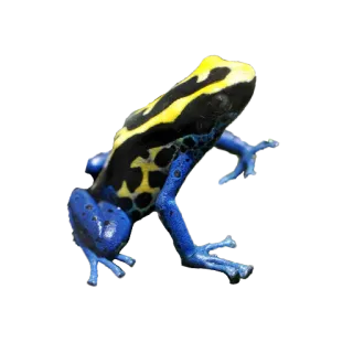 🐸 カエル, 動物, 青, 黄色, 野生動物, ヤドクガエル, 両生類 telegram sticker