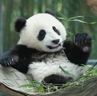 😑 Panda, Animal, Fofo, Bambu, Natureza, Urso telegram sticker