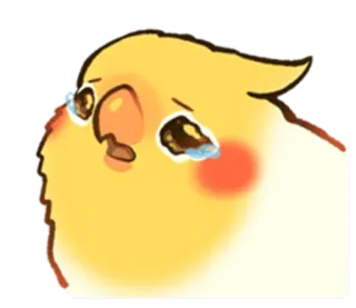 ☹️ pássaro, chorando, triste, calopsita, lágrimas, emocional telegram sticker