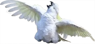 😣 bird, white, cockatoo, animal, wildlife telegram sticker