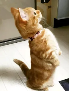 😬 gato, animal, em pé, gato ruivo, animal de estimação, animal doméstico telegram sticker