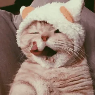 🥐 고양이, 새끼 고양이, 동물, 애완 동물, 귀여운, 사랑스러운, 혀 telegram sticker