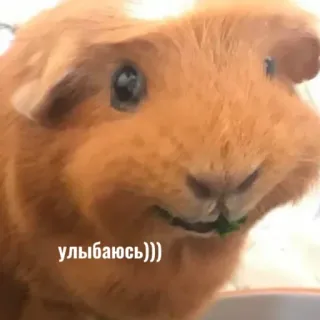 ☺️ улыбаюсь))) cochon d'Inde, rongeur, animal, animal de compagnie, mignon, souriant telegram sticker
