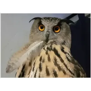 🧐 owl, bird, feather, animal, funny, cute, wildlife telegram sticker