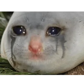 😭 anjing laut, menangis, sedih, hewan, meme telegram sticker