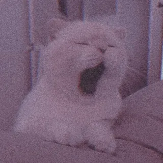 🐈‍⬛️ cat, yawning, white cat, pet, animal, cute telegram sticker