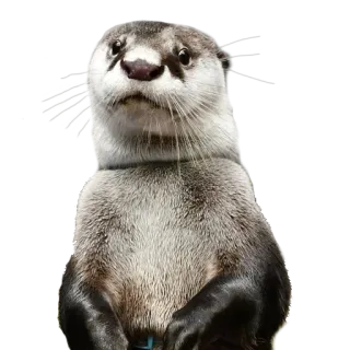 😮 выдра, животное, милый, млекопитающее, дикая природа, природа telegram sticker