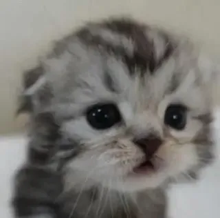 🙂 小猫, 猫, 可爱, 动物, 宠物, 哺乳动物, 猫科动物 telegram sticker