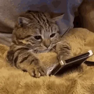 🧐 кот, животное, питомец, чтение, планшет, милый telegram sticker