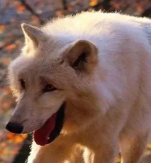 🚫 wolf, animal, wildlife, nature whatsapp sticker