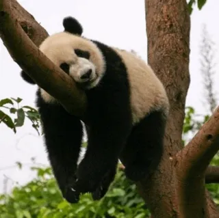🐼 Panda, Oso, Árbol, Animal, Vida Silvestre, Lindo, Naturaleza telegram sticker