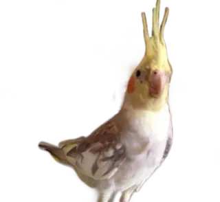 Piccioni telegram stickers
